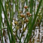 Scheuchzeria palustris ഫലം