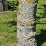 Fraxinus excelsior Kora