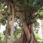 Ficus macrophylla