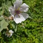 Althaea officinalisFlower