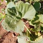 Lagenaria siceraria Leaf