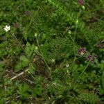 Minuartia setacea Outro