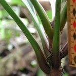 Clavija costaricana Bark