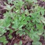 Potentilla nepalensis Hoja