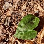 Tipularia discolor Levél