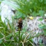 Carex pyrenaica Fruit