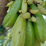 Averrhoa bilimbi Fruit