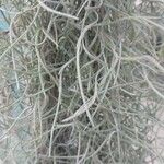 Tillandsia usneoides List