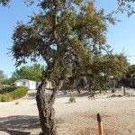Quercus suber Hábitos