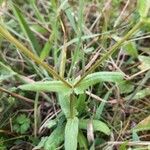 Valeriana eriocarpa Lapas