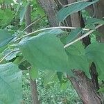 Philadelphus inodorus Blad