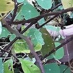 Asimina triloba Bark