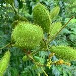 Caesalpinia bonduc Fruit