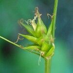 Carex leersii Frucht