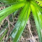 Eryngium paniculatum Leaf