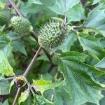 Datura stramoniumBlatt