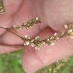 Persicaria decipiens 花