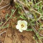 Merremia tridentata Flower