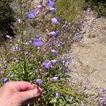 Penstemon spectabilis