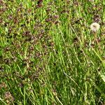 Juncus alpinoarticulatus Хабит