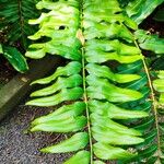 Acrostichum danaeifolium Leaf