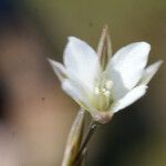 Bufonia perennis Flower