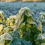 Urtica dioica Folha