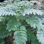 Melianthus major Blatt