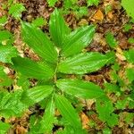 Maianthemum racemosum 葉