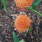 Scadoxus puniceus Floare