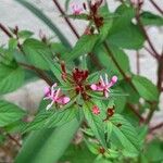 Cuphea racemosa Flower