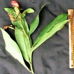 Costus laevis Drugo