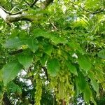 Pterocarya fraxinifoliaFlower