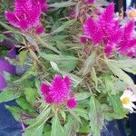 Celosia elegantissimaBlüte