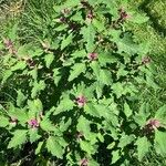 Chenopodium giganteum Habitus