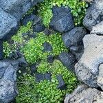 Cochlearia officinalis Hostoa