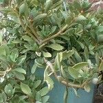 Kalanchoe miniata Habitus