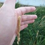 Phalaris arundinacea Fleur