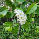 Prunus serotina Кветка