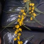 Acacia saligna Цветок