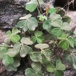 Oxalis tuberosa 葉