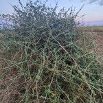 Solanum arundo عادت