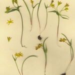 Gagea reverchonii Habit