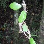 Hoya nicholsoniae অভ্যাস