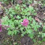 Corydalis cava花