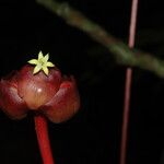 Psychotria densinervia Flower