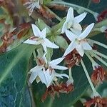 Osmanthus decorus Blüte