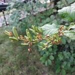 Syringa josikaea Fruit