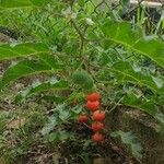 Solanum capsicoides Hábito