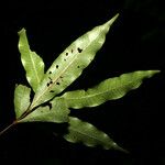 Quiina leptoclada Hoja